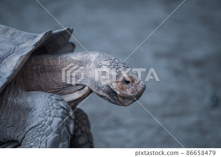 African spurred tortoise African spurred tortoise 86658479