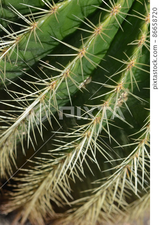 Golden barrel cactus 86658720