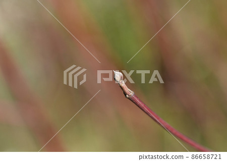 Siberian dogwood 86658721