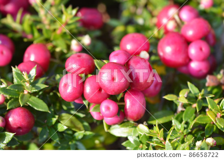 Prickly heath 86658722