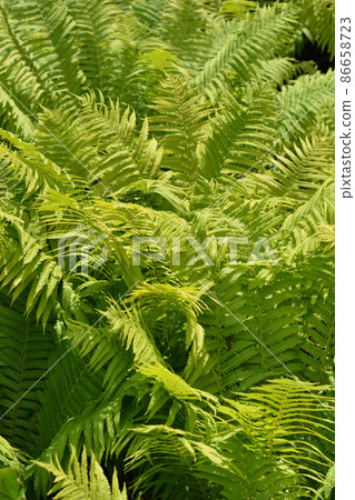 Ostrich fern 86658723