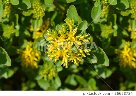 Orange Stonecrop Weihenstephaner Gold 86658724