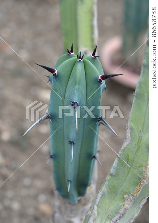Blue Myrtle-Cactus Blue Myrtle-Cactus 86658738