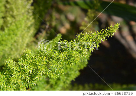 Plume asparagus Myersii 86658739