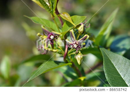Silkvine Silkvine 86658742