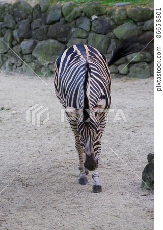 zebra zebra 86658801