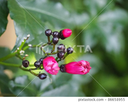 Hozaki morning glory 86658955