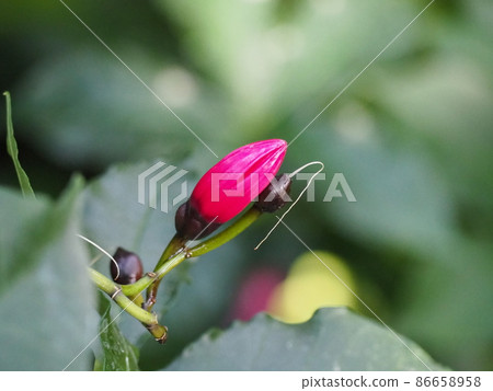 Hozaki morning glory 86658958