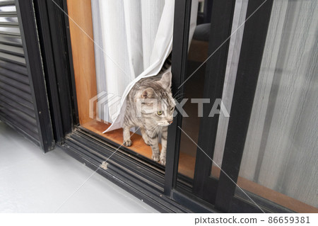 A cat that cares about the outside Sabatra cat A cat that cares about the outside Sabatra cat 86659381