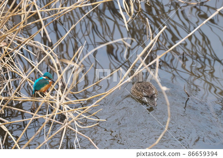 Wild bird, waterside bird, kingfisher and female kogamo Wild bird, waterside bird, kingfisher and female kogamo 86659394
