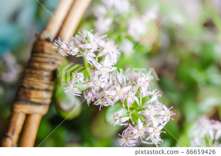 金花樹花 金花樹花 86659426