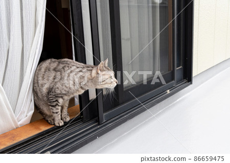 A cat that cares about the outside Sabatra cat 86659475