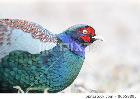 It doesn't squeak so much, but it's still in the open space in winter. 86659893