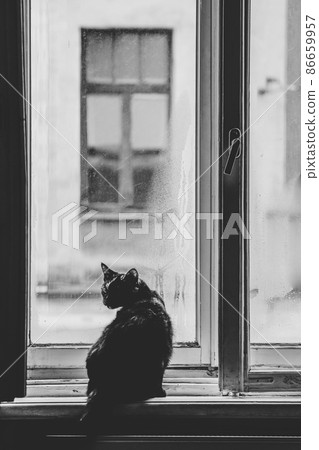 Mood photo. A dark cat is sitting by a window on a windowsill. Selective focus Mood photo. A dark cat is sitting by a window on a windowsill. Selective focus 86659957