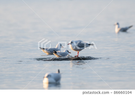 Seagull resting wings 86660104