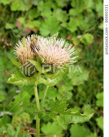 芹菜花 芹菜花 86660331