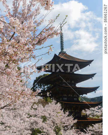 Hanami Sakura Rurikoji Five-storied Pagoda Hanami Sakura Rurikoji Five-storied Pagoda 86661267