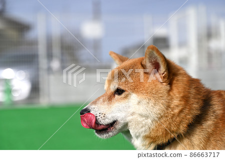 笑著的豆柴柴犬側面特寫 笑著的豆柴柴犬側面特寫 86663717