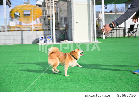 Mameshiba Shiba Inu playing with the owner's man 86663730