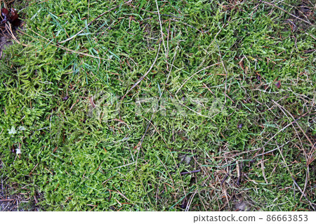 Winter morning and the green moss natural carpet at the countryside surrounding Zagreb, Croatia 86663853