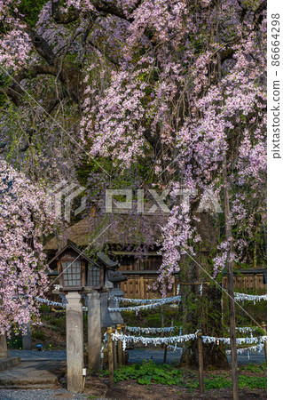[福島縣]白川市落夫櫻四月 86664298