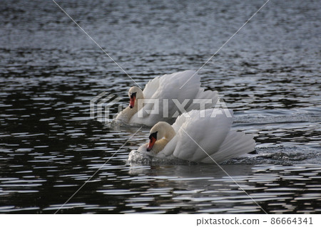 Swan Swan 86664341