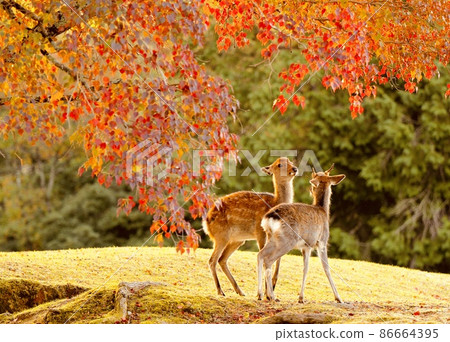 Nara deer 86664395