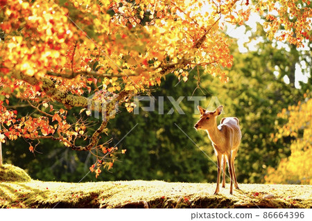 Nara deer 86664396