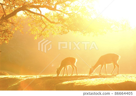 Nara deer 86664405