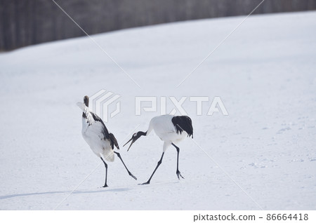 Red-crowned crane fighting (Tsurui, Hokkaido) Red-crowned crane fighting (Tsurui, Hokkaido) 86664418