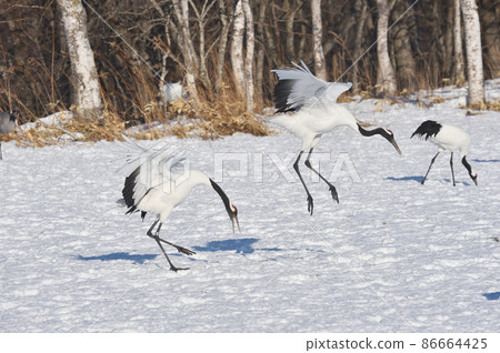 Red-crowned crane fighting (Tsurui, Hokkaido) 86664425