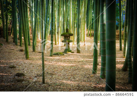鎌倉Hogokuji竹園 鎌倉Hogokuji竹園 86664591
