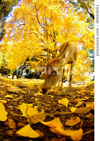 Nara deer 86664681