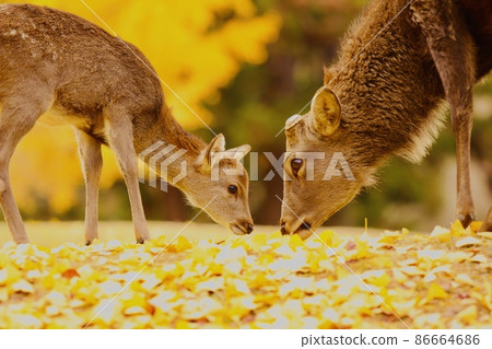 奈良鹿 86664686