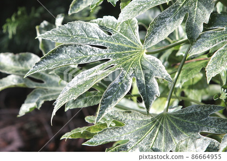 Yatsude Spider Web that grows even in the shade 86664955