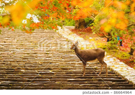 Nara deer 86664964