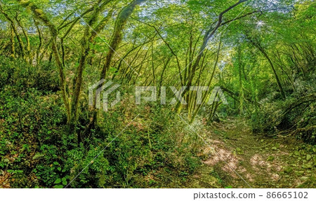 Pictures of a hike through dense green forest along a dried riverbed in Skarline Nature Park in Istria Pictures of a hike through dense green forest along a dried riverbed in Skarline Nature Park in Istria 86665102