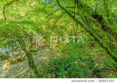 Pictures of a hike through dense green forest along a dried riverbed in Skarline Nature Park in Istria Pictures of a hike through dense green forest along a dried riverbed in Skarline Nature Park in Istria 86665103