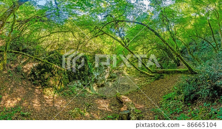 Pictures of a hike through dense green forest along a dried riverbed in Skarline Nature Park in Istria Pictures of a hike through dense green forest along a dried riverbed in Skarline Nature Park in Istria 86665104