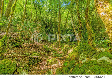 Pictures of a hike through dense green forest along a dried riverbed in Skarline Nature Park in Istria Pictures of a hike through dense green forest along a dried riverbed in Skarline Nature Park in Istria 86665108