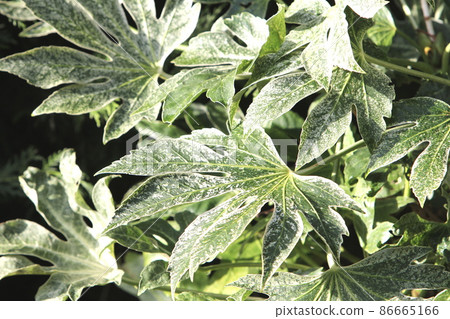 即使在陰涼處也會生長的八出蜘蛛網 86665166