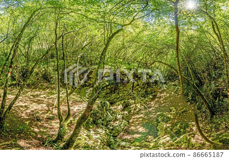 Pictures of a hike through dense green forest along a dried riverbed in Skarline Nature Park in Istria Pictures of a hike through dense green forest along a dried riverbed in Skarline Nature Park in Istria 86665187