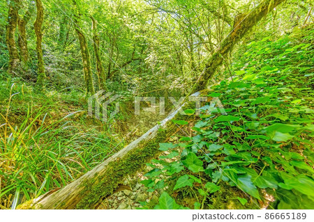 Pictures of a hike through dense green forest along a dried riverbed in Skarline Nature Park in Istria Pictures of a hike through dense green forest along a dried riverbed in Skarline Nature Park in Istria 86665189