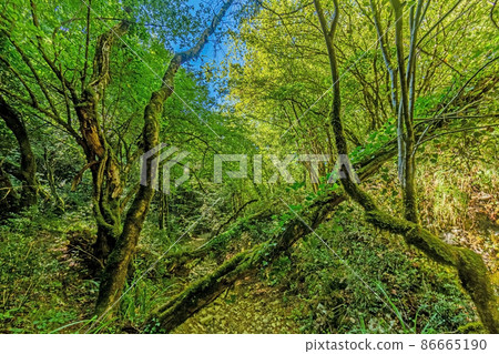 Pictures of a hike through dense green forest along a dried riverbed in Skarline Nature Park in Istria Pictures of a hike through dense green forest along a dried riverbed in Skarline Nature Park in Istria 86665190