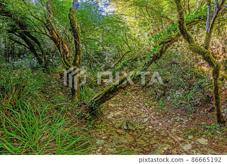 Pictures of a hike through dense green forest along a dried riverbed in Skarline Nature Park in Istria Pictures of a hike through dense green forest along a dried riverbed in Skarline Nature Park in Istria 86665192