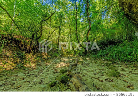 Pictures of a hike through dense green forest along a dried riverbed in Skarline Nature Park in Istria Pictures of a hike through dense green forest along a dried riverbed in Skarline Nature Park in Istria 86665193