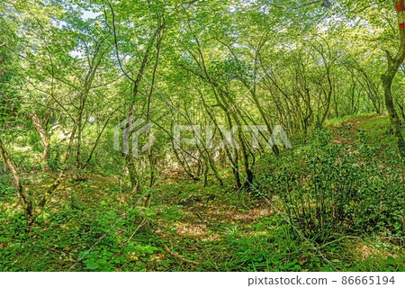 Pictures of a hike through dense green forest along a dried riverbed in Skarline Nature Park in Istria Pictures of a hike through dense green forest along a dried riverbed in Skarline Nature Park in Istria 86665194