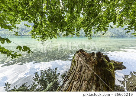 Picture of old tree trunk on shore of lake Weissensee in Austria in summer Picture of old tree trunk on shore of lake Weissensee in Austria in summer 86665219