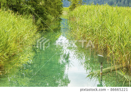 Picture of green reed on shore of Wissensee lake in Austria at daytime in autumn 86665221