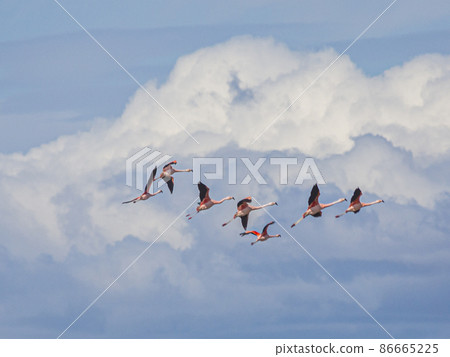 Picture of a group of flying flamingos in front of an impressive cloud scenery Picture of a group of flying flamingos in front of an impressive cloud scenery 86665225